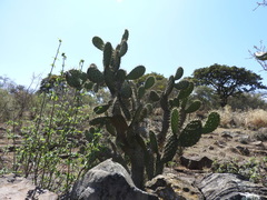 Opuntia