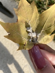 Sclerotinia sclerotiorum