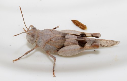Oedipoda miniata (Pallas, 1771)