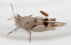 Oedipoda miniata