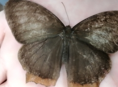 Taygetis rufomarginata