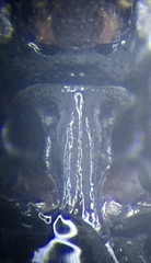 Geomysaprinus moniliatus