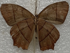 Taygetis rufomarginata