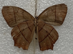 Taygetis rufomarginata
