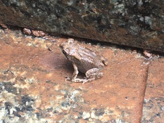 Duttaphrynus melanostictus