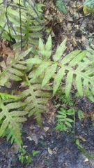 Lorinseria areolata image