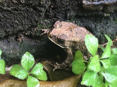 Duttaphrynus melanostictus