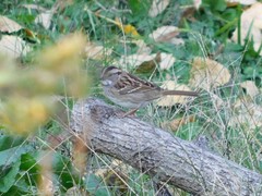 Zonotrichia albicollis