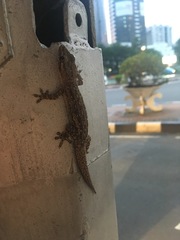 Hemidactylus frenatus