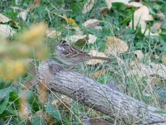 Zonotrichia albicollis