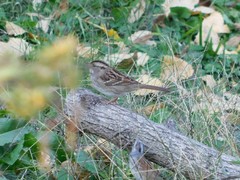 Zonotrichia albicollis