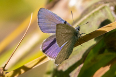 Plebejus anna