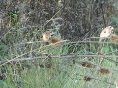 Carduelis carduelis