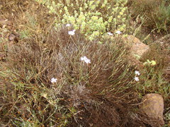 Dianthus charidemi