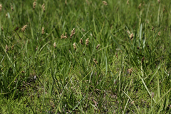 Carex simulata