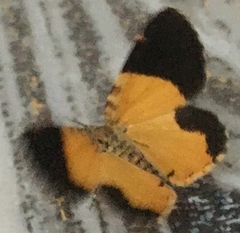 Heterusia