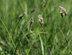 Carex simulata
