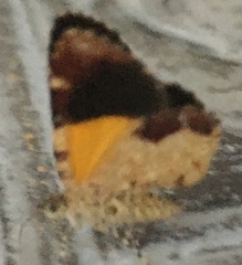 Heterusia