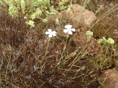 Dianthus charidemi