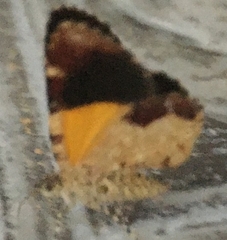 Heterusia