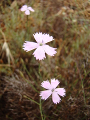 Dianthus charidemi