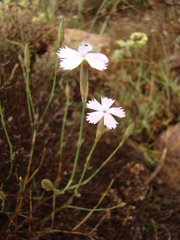 Dianthus charidemi