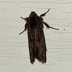 Acrolophus arcanella