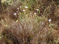 Dianthus charidemi