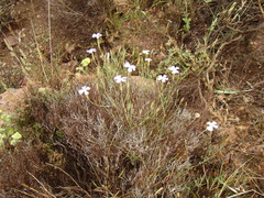 Dianthus charidemi