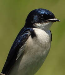 Hirundo dimidiata
