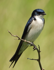 Hirundo dimidiata