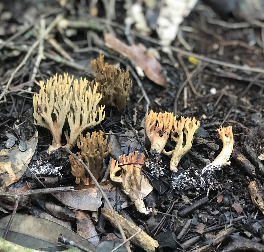 Phaeoclavulina sp. 'FL01'