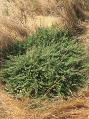 Nitrophila occidentalis