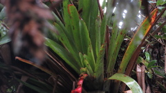 Tillandsia compacta
