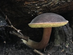 Xerocomus olivaceus