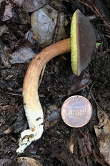 Xerocomus olivaceus