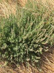 Nitrophila occidentalis