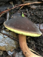 Xerocomus olivaceus