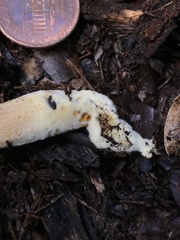Xerocomus olivaceus
