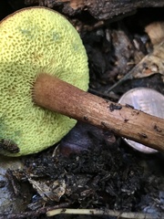 Xerocomus olivaceus