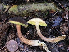 Xerocomus olivaceus
