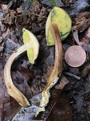 Xerocomus olivaceus