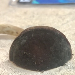 Xerocomus olivaceus
