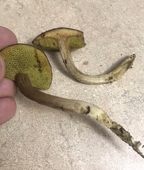 Xerocomus olivaceus