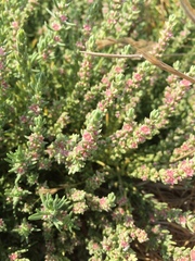 Nitrophila occidentalis