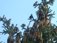 Sturnus vulgaris