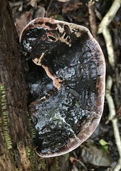 Media resource of Abundisporus fuscopurpureus