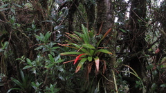 Tillandsia compacta