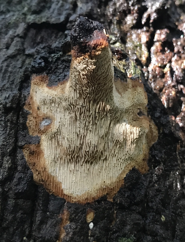 Megasporoporia neosetulosa
