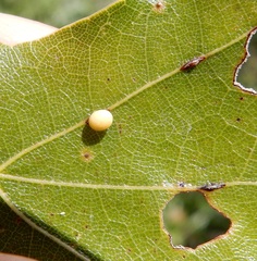 Zopheroteras hubbardi